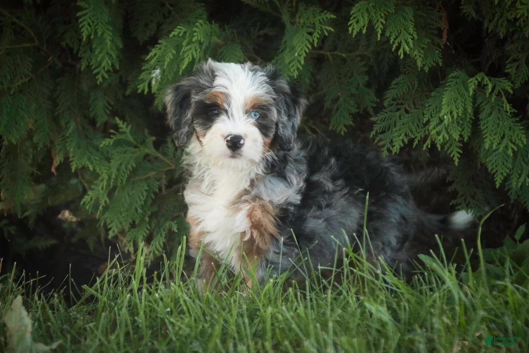Mini Bernedoodle dogs for sale: Maya Mini Bernedoodle  - Ad 1