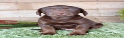 Labrador Retriever dogs for sale: Brownie  - Ad 6