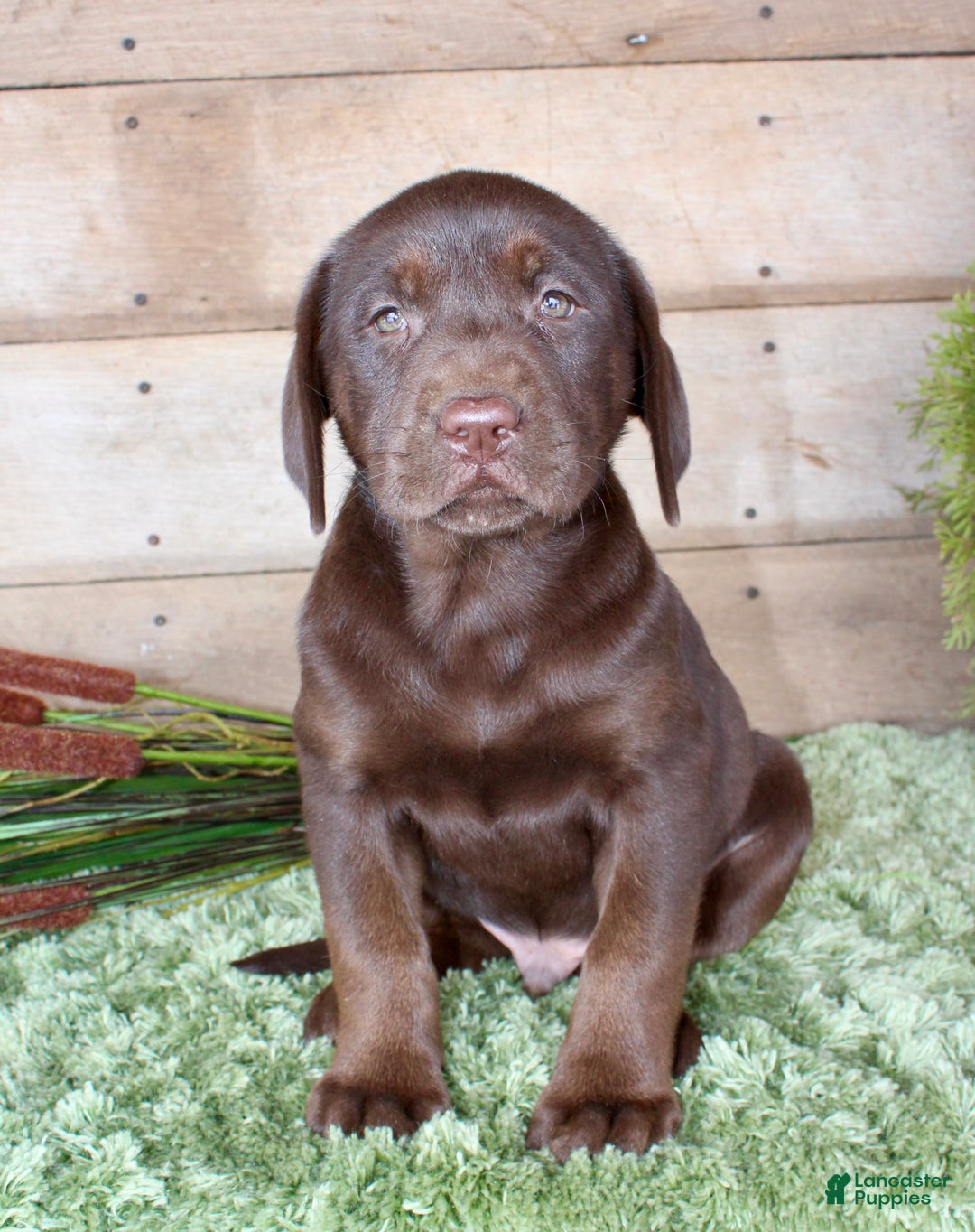 Labrador Retriever dogs for sale: Brownie  - Ad 6