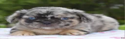 Mixed Breed dogs for sale: Ruby blue eyes merle - Ad 9