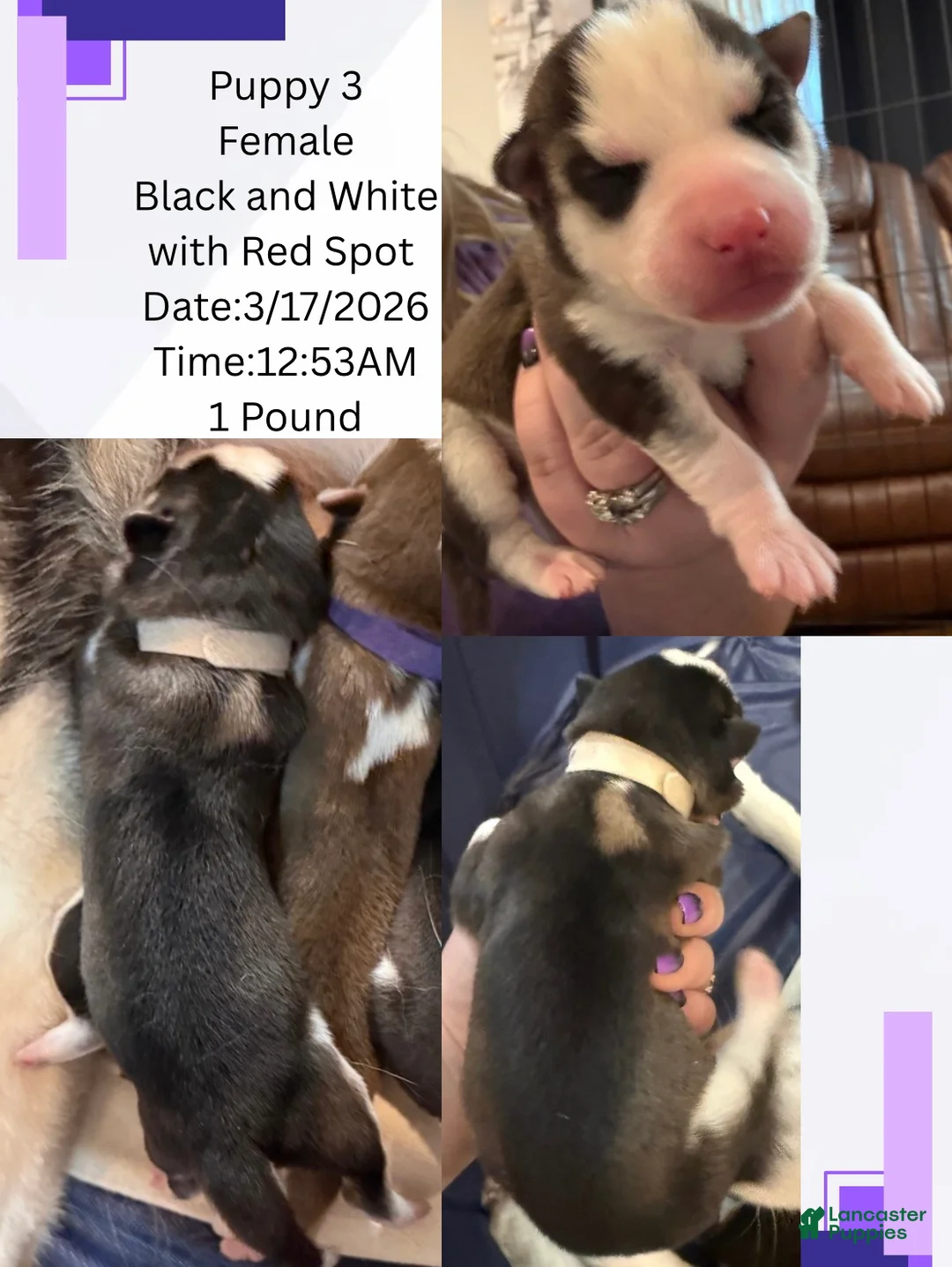 Siberian Husky dogs for sale: Princess Nixie - Ad 2
