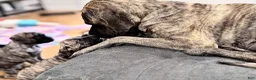 English Mastiff dogs for sale: English Mastiff Fawn Male - Ad 17