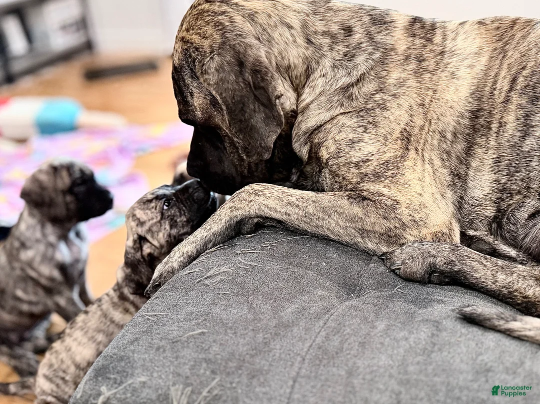 English Mastiff dogs for sale: English Mastiff Fawn Male - Ad 17