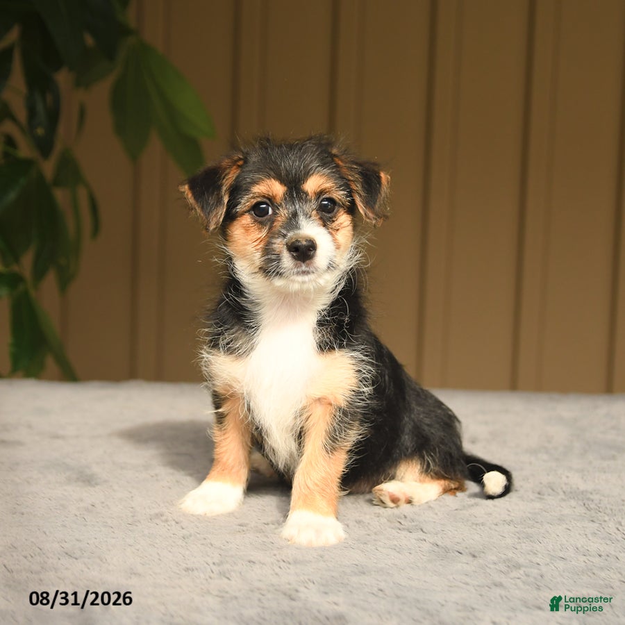 Mixed Breed dogs Glenda - Ad 1