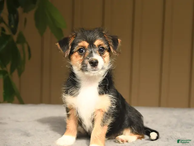 Mixed Breed dogs for sale: Glenda - Ad 1
