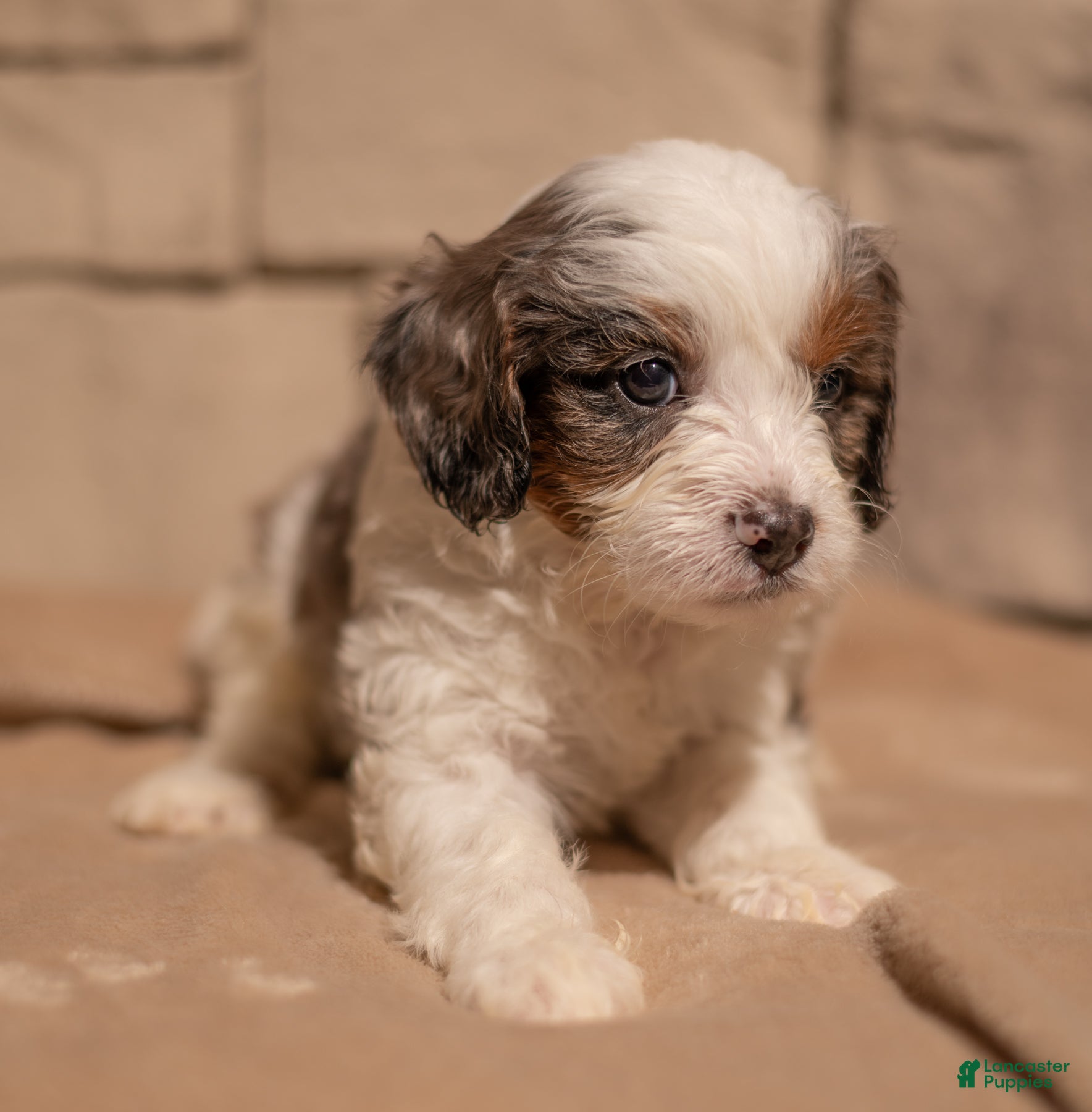 Cavapoo dogs Max - Ad 24