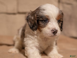 Cavapoo dogs Max - Ad 11