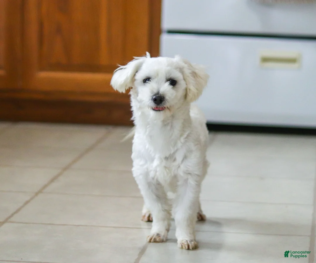 Morkie dogs for sale: Layla - Ad 9