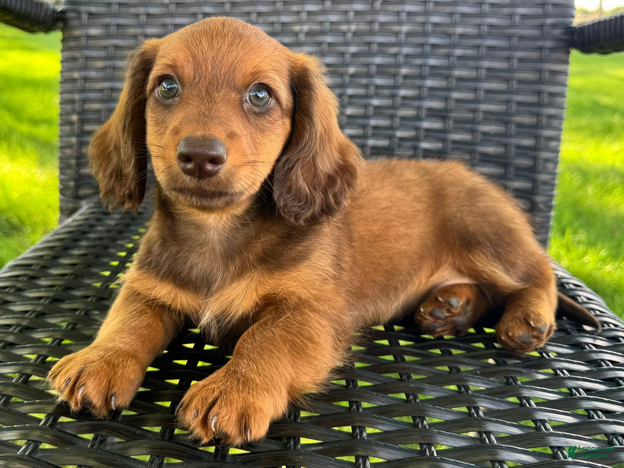 Dachshund dogs for sale: Anson - Ad 4
