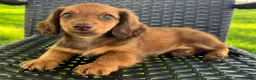 Dachshund dogs for sale: Anson - Ad 1