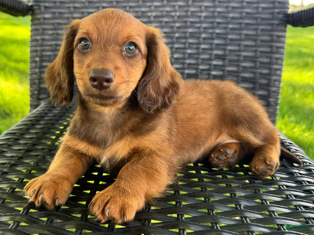 Dachshund dogs for sale: Anson - Ad 1