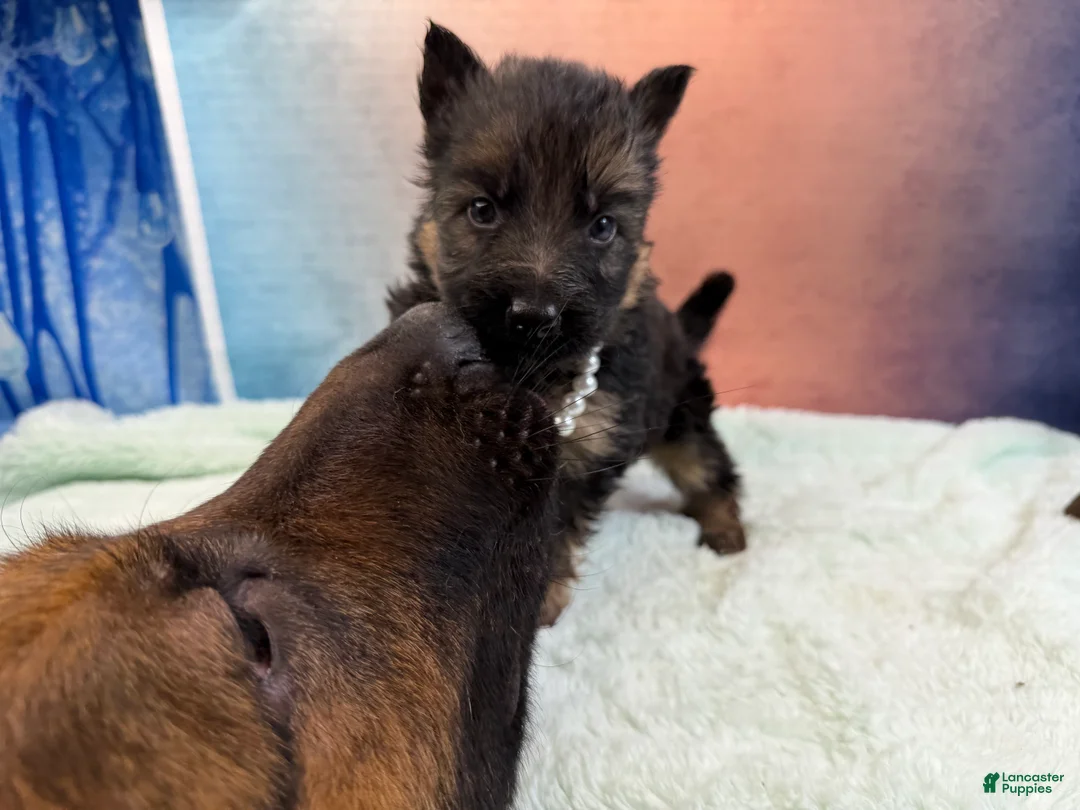 German Shepherd dogs for sale: Lh Champion bred import male - Ad 73