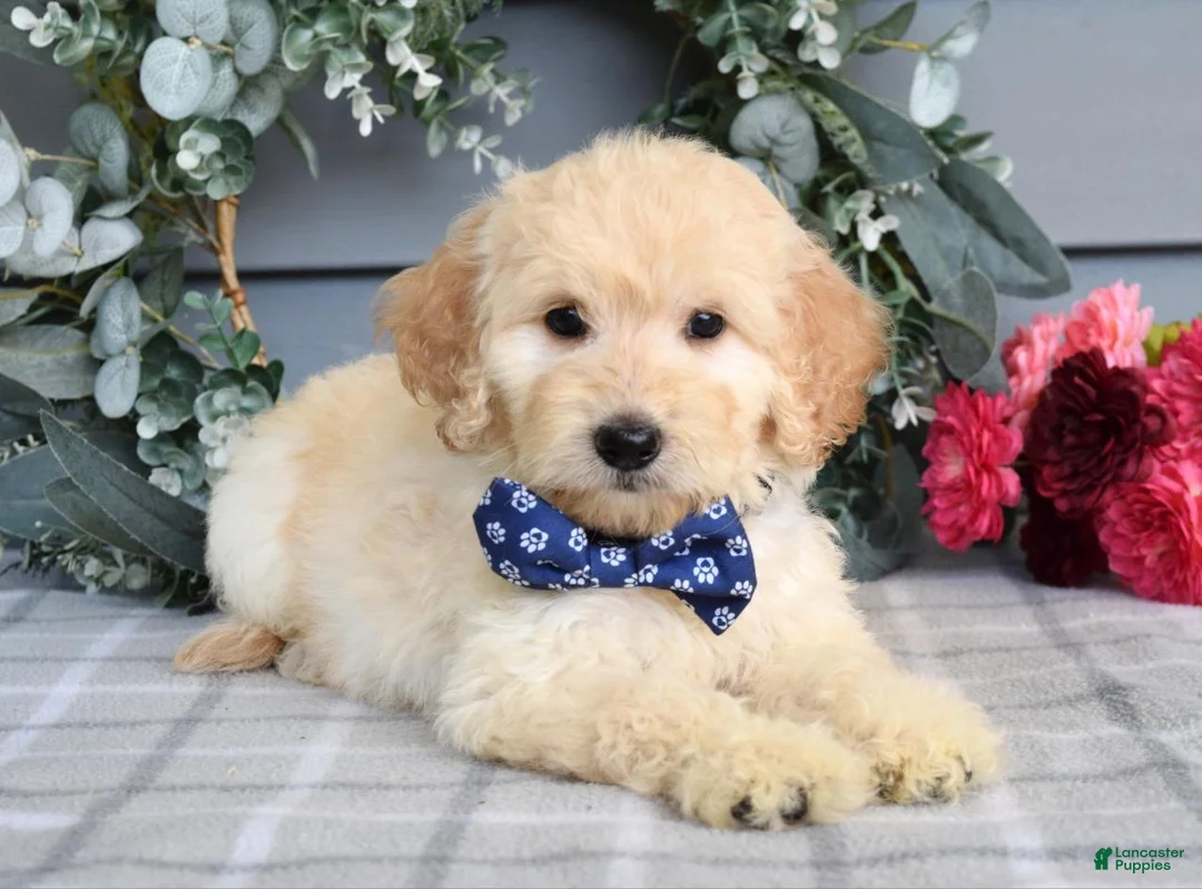 Goldendoodle dogs for sale: Freddie - Ad 6