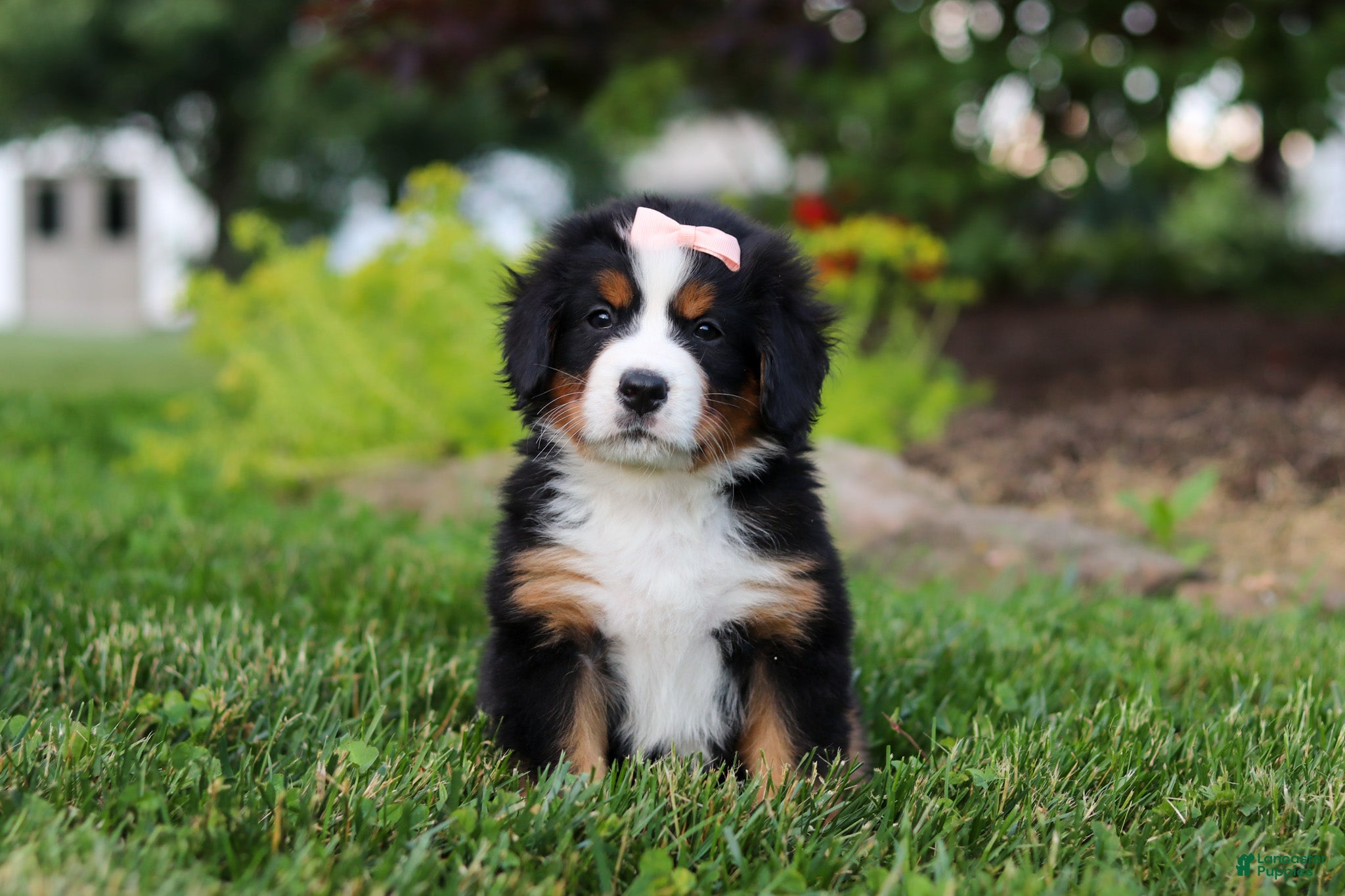 Bernese Mountain Dog dogs Mila - Ad 30