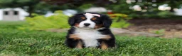 Bernese Mountain Dog dogs for sale: Mila - Ad 1