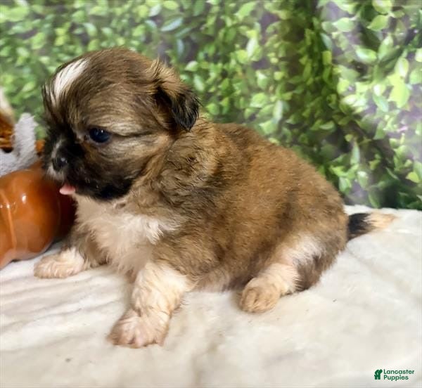 Shih Tzu dogs for sale: Bonk - Ad 33