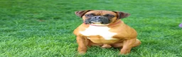 Boxer dogs for sale: Dilly - Ad 7