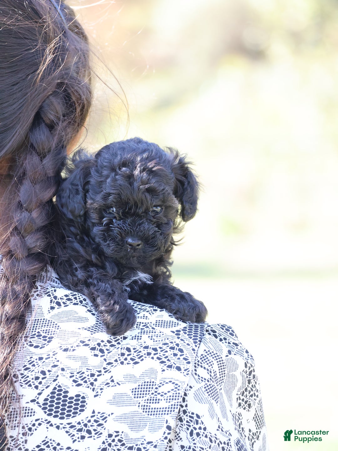 Toy Poodle dogs for sale: Oliver - Ad 1