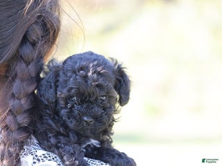 Toy Poodle dogs Oliver - Ad 40