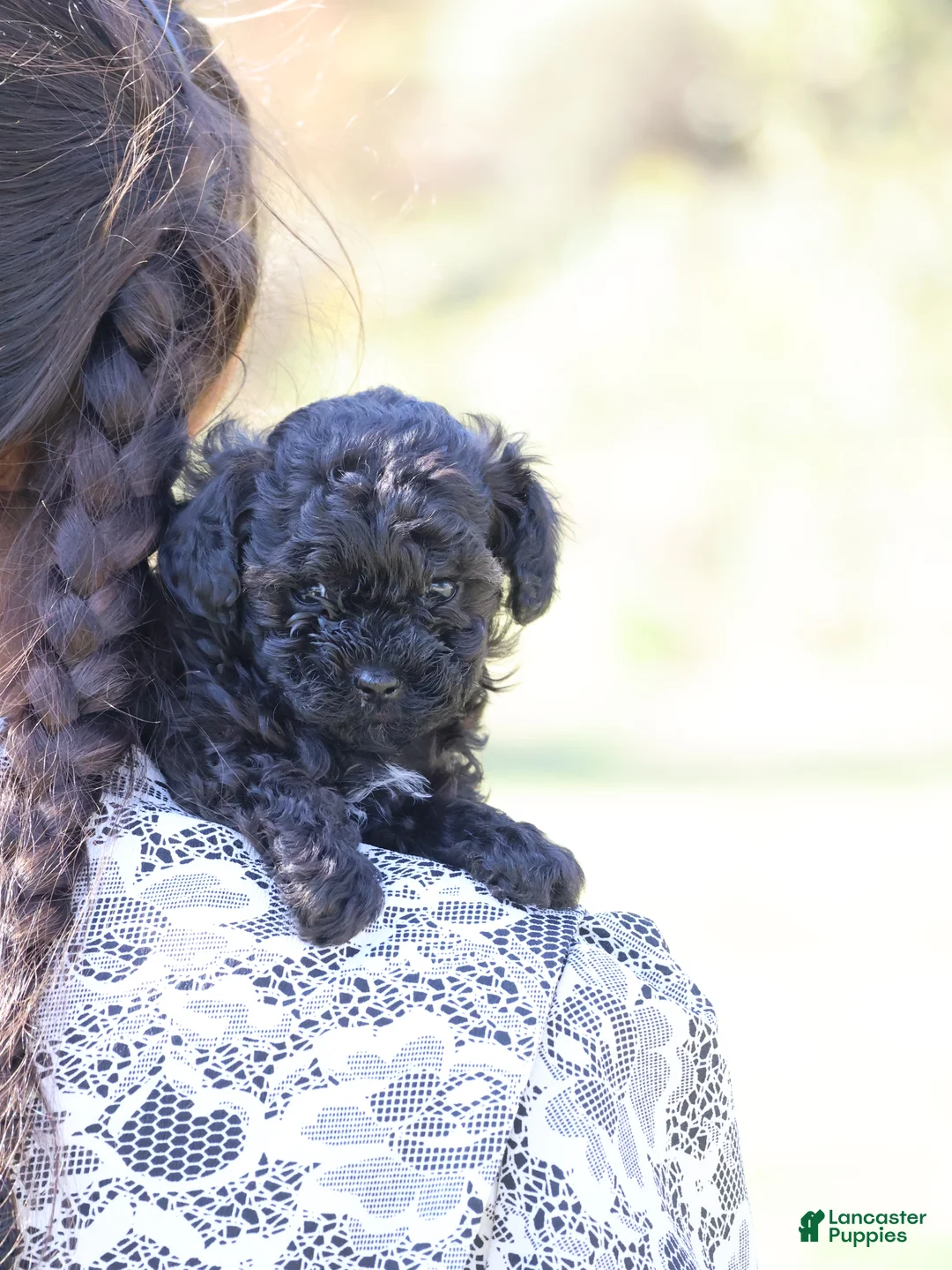 Toy Poodle dogs for sale: Oliver - Ad 7