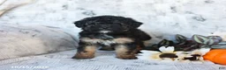 Cavapoo dogs for sale: Poppy - Ad 3