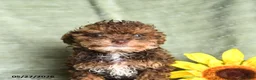 Toy Poodle dogs for sale: Kinna - Ad 5