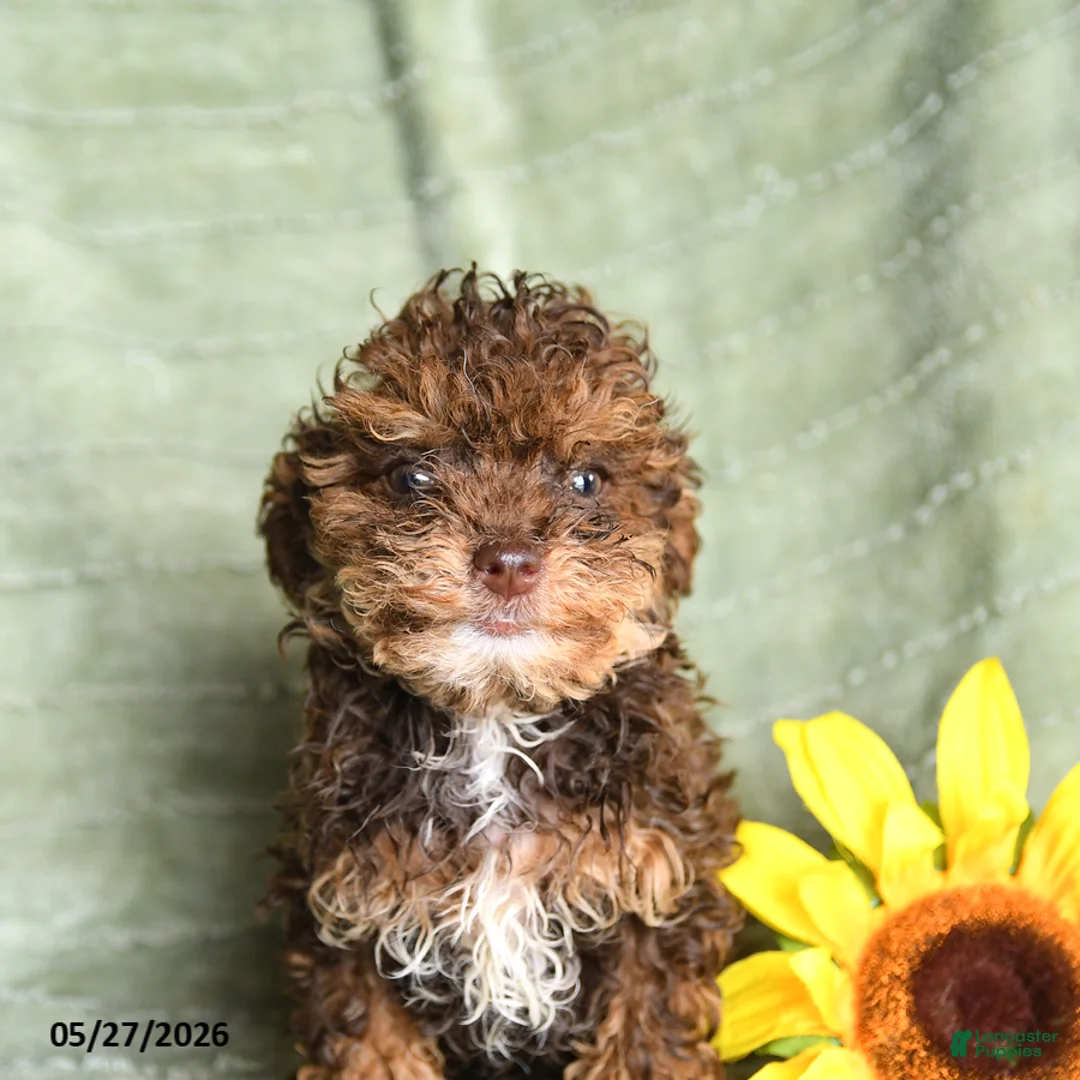 Toy Poodle dogs for sale: Kinna - Ad 5