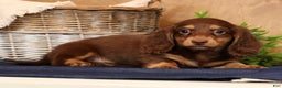 Miniature Dachshund dogs for sale: Freddy - Ad 2