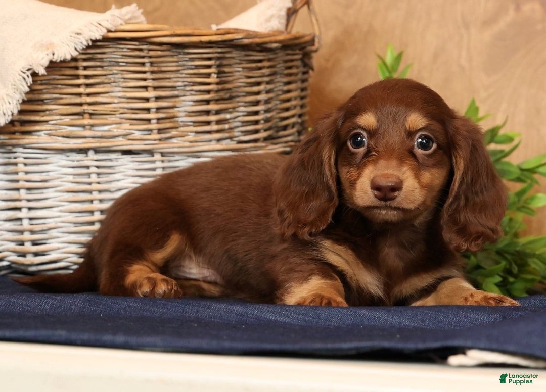 Miniature Dachshund dogs for sale: Freddy - Ad 2