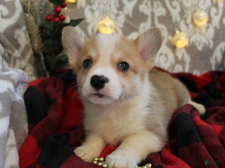 Welsh Corgi Pembroke dogs Spruce - Ad 40