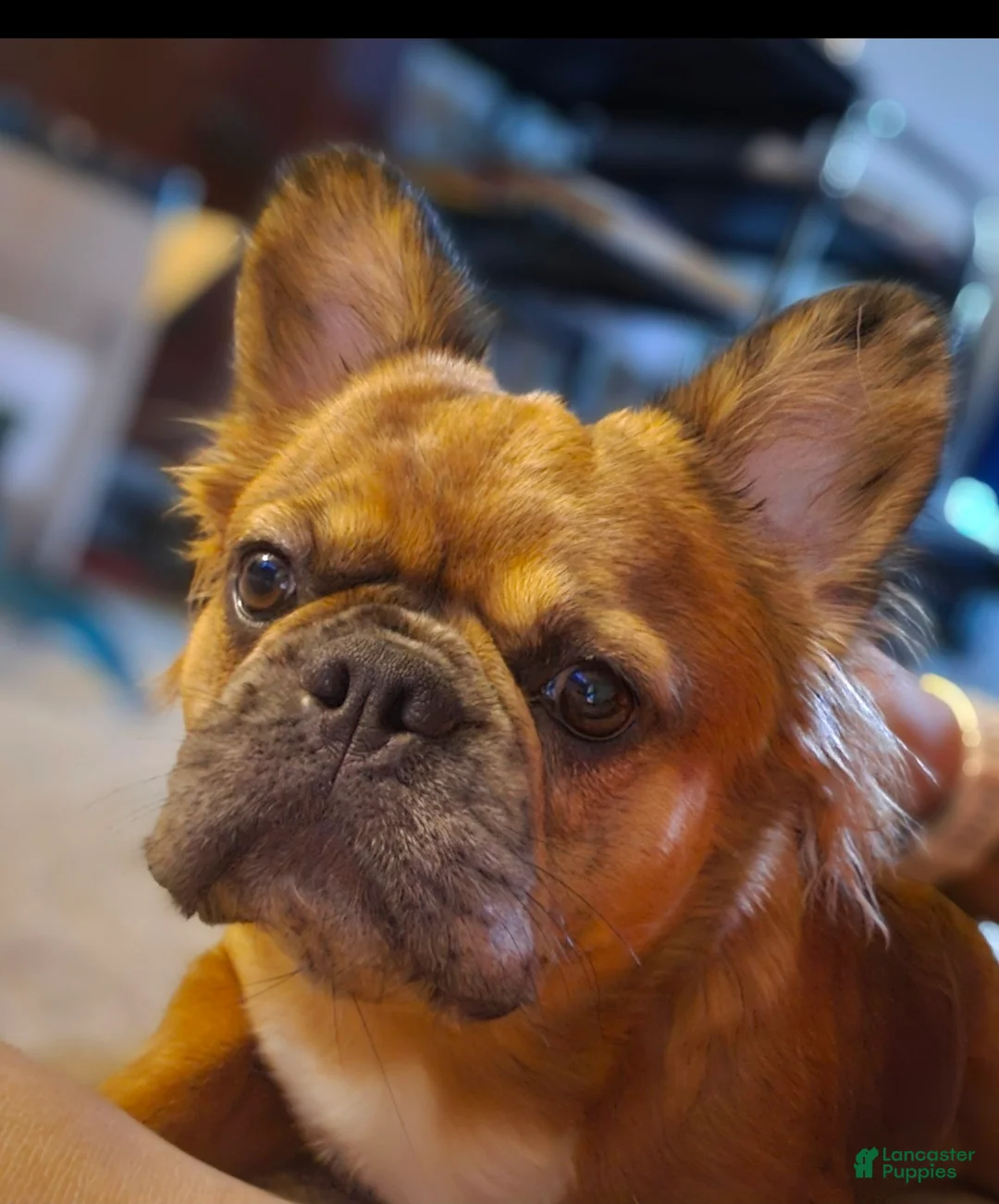 French Bulldog dogs for sale: 🐾 Cielo – Female Fluffy French Bulldog Puppy - Ad 6