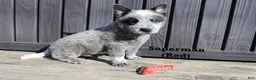 Australian Cattle Dog dogs for sale: Superman - Ad 1