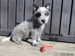 Australian Cattle Dog dogs for sale: Superman - Ad 1