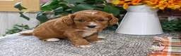 Cavapoo dogs for sale: Arrow - Ad 5