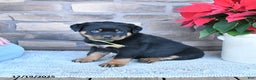 Rottweiler dogs for sale: Tulip - Ad 2