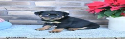 Rottweiler dogs for sale: Tulip - Ad 2