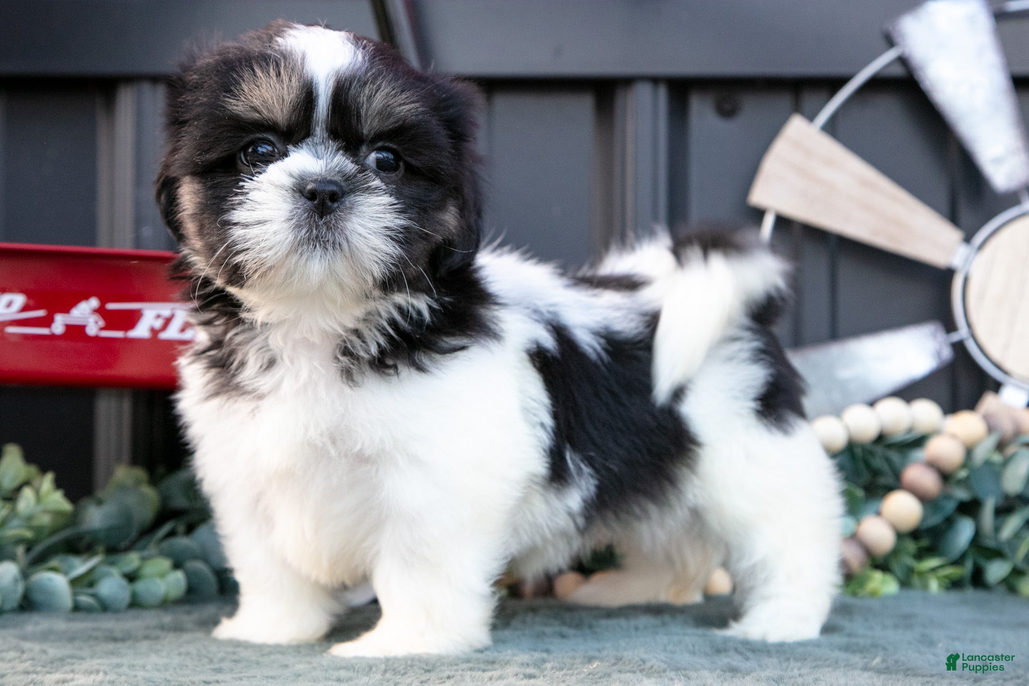 Shih Tzu dogs Melody - Ad 1