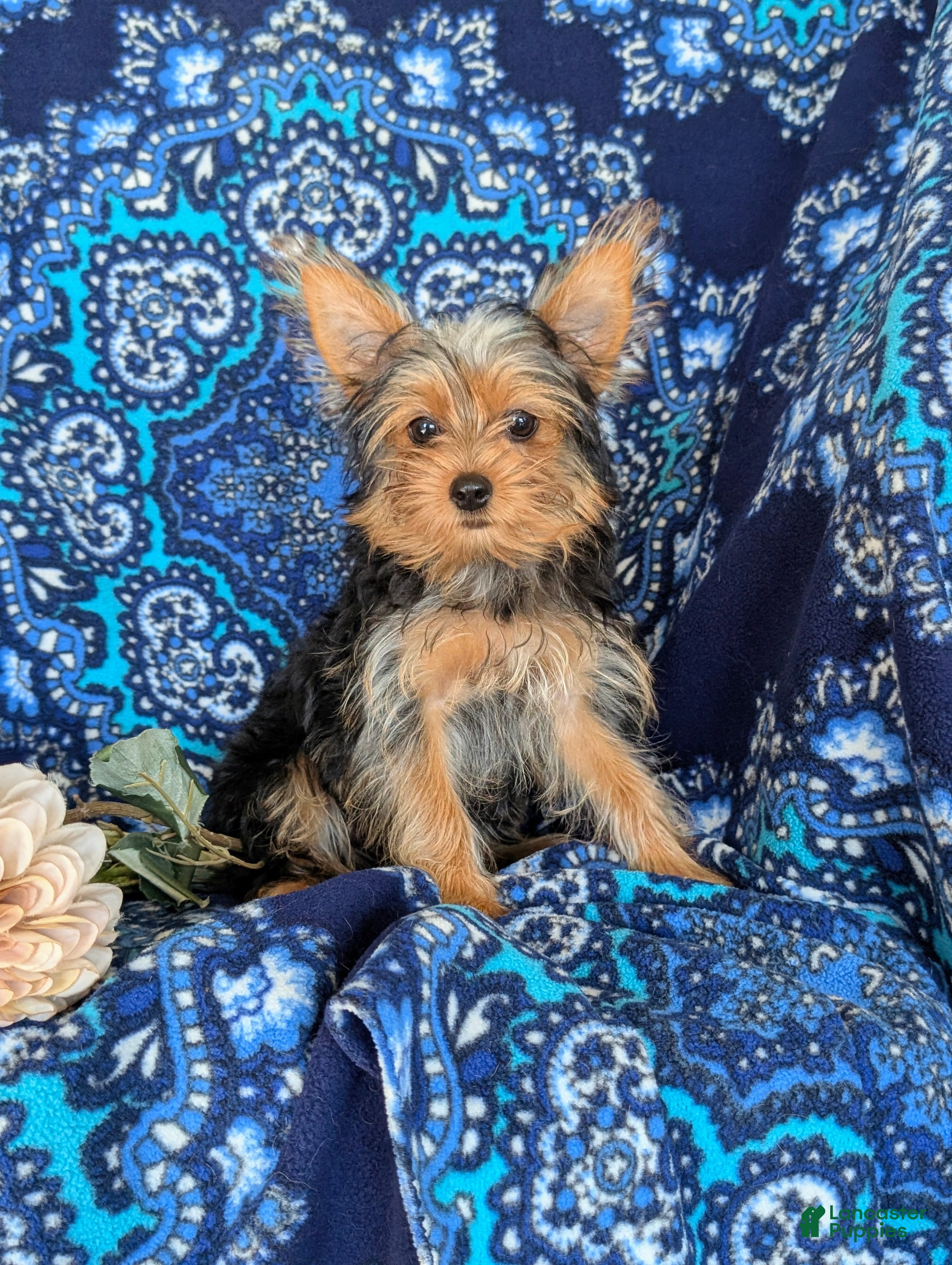 Yorkshire Terrier dogs Trinity 4.5 lbs Full Grown - Ad 2