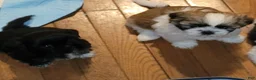 Shih Tzu dogs for sale: Benjamin  - Ad 2
