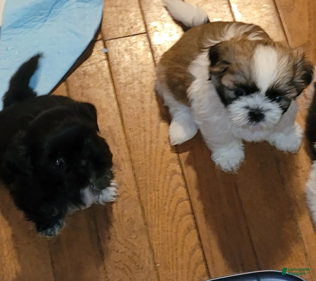 Shih Tzu dogs for sale: Benjamin  - Ad 2