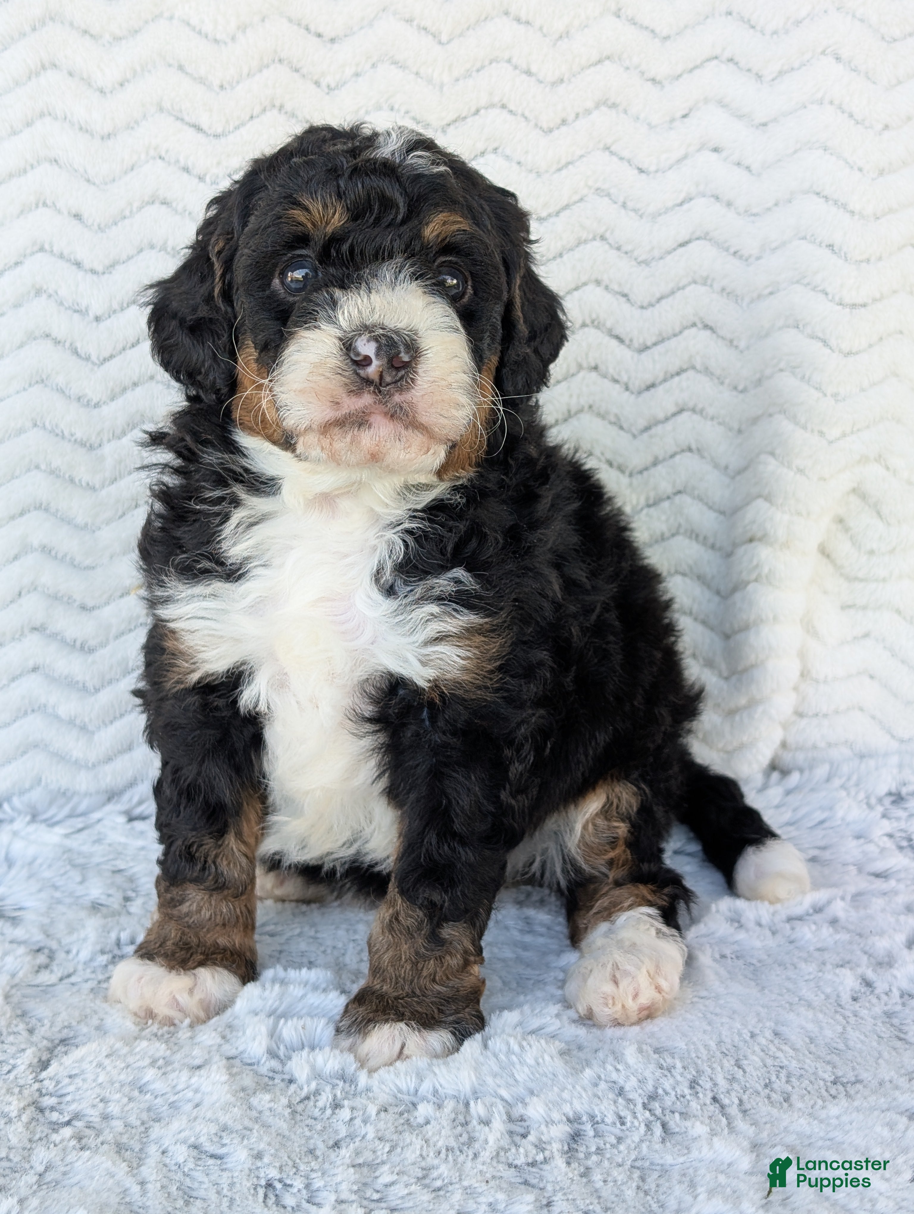 Mini Bernedoodle dogs Mini Nemo  - Ad 2