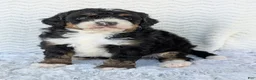 Mini Bernedoodle dogs for sale: Mini Nemo  - Ad 2
