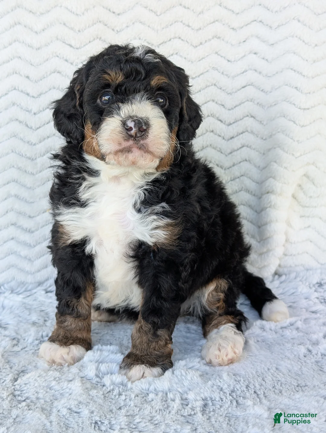 Mini Bernedoodle dogs for sale: Mini Nemo  - Ad 2