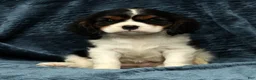 Cavalier King Charles Spaniel dogs for sale: Twixy - Ad 6