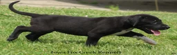 Great Dane dogs for sale: Mitzi - Ad 7