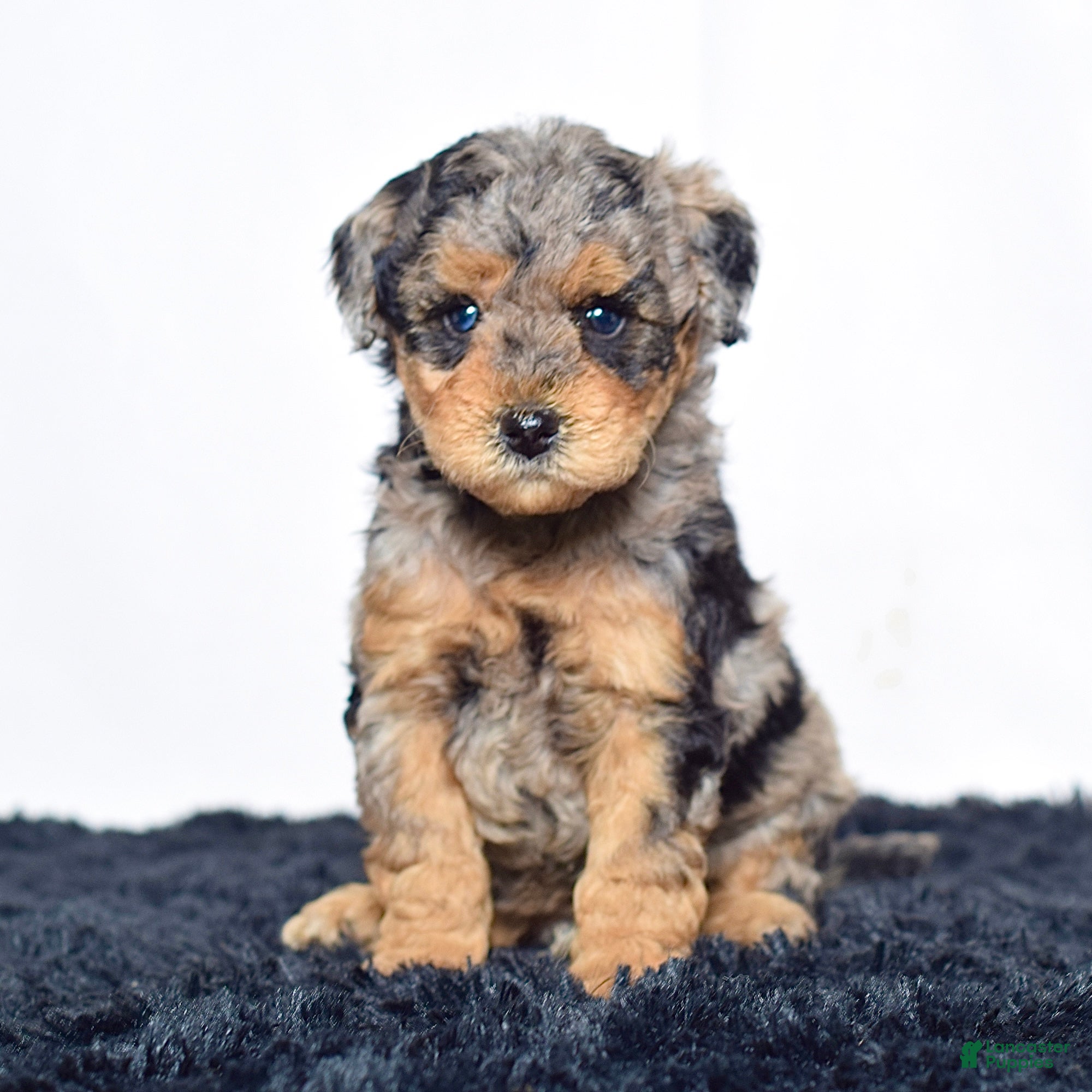 Mini Goldendoodle dogs for sale: Mr. Karl - Ad 8