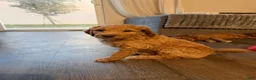 Goldendoodle dogs for sale: Waffle - Ad 33