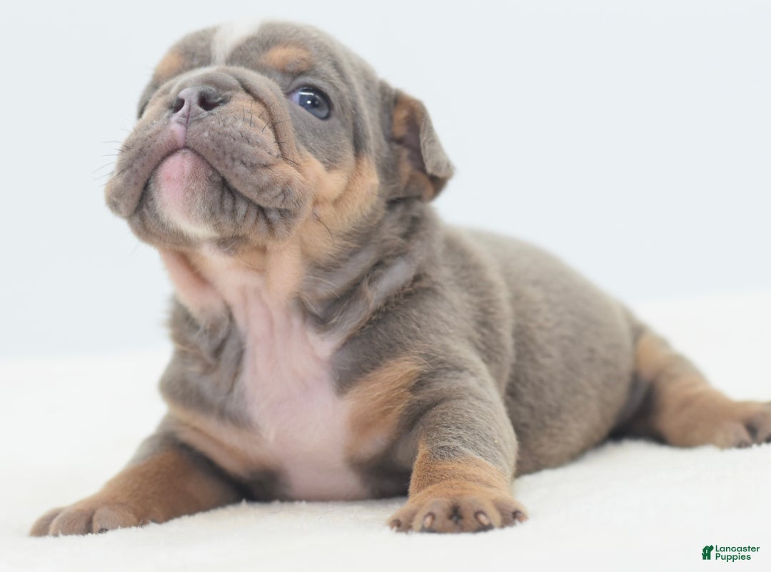 Mixed Breed dogs for sale: Kong micro bully hybrid  - Ad 28