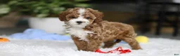 Cavapoo dogs for sale: Theo - Ad 9