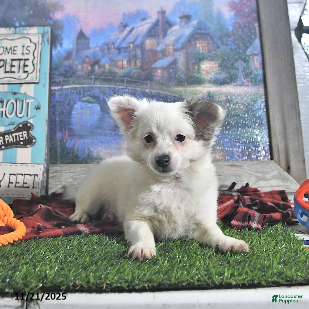 Chihuahua dogs for sale: Beau - Ad 7
